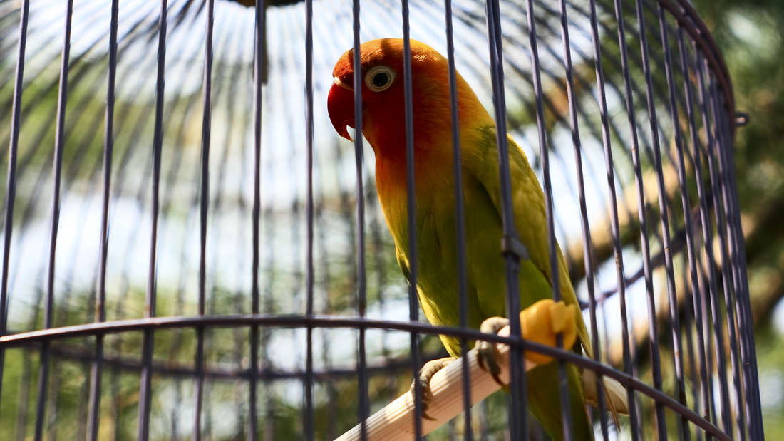 Megapetshop Verkaufsladen 19 Megapetshop Verkaufsladen -Megapetshop Verkaufsladen 28293998 vogel im vogelkaefig 2v75ntOQnrfe