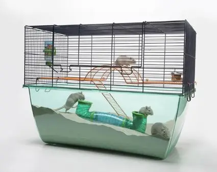 Wüstenlebensraum Ratte Hamsterkäfig XL 70 X 37 X 56 Cm 3 Wüstenlebensraum Ratte Hamsterkäfig XL 70 X 37 X 56 Cm