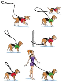 Curli Verstellbare Hundeleinen -Megapetshop Verkaufsladen adjustable leash Dogs Illustration 1190 x 1536 p