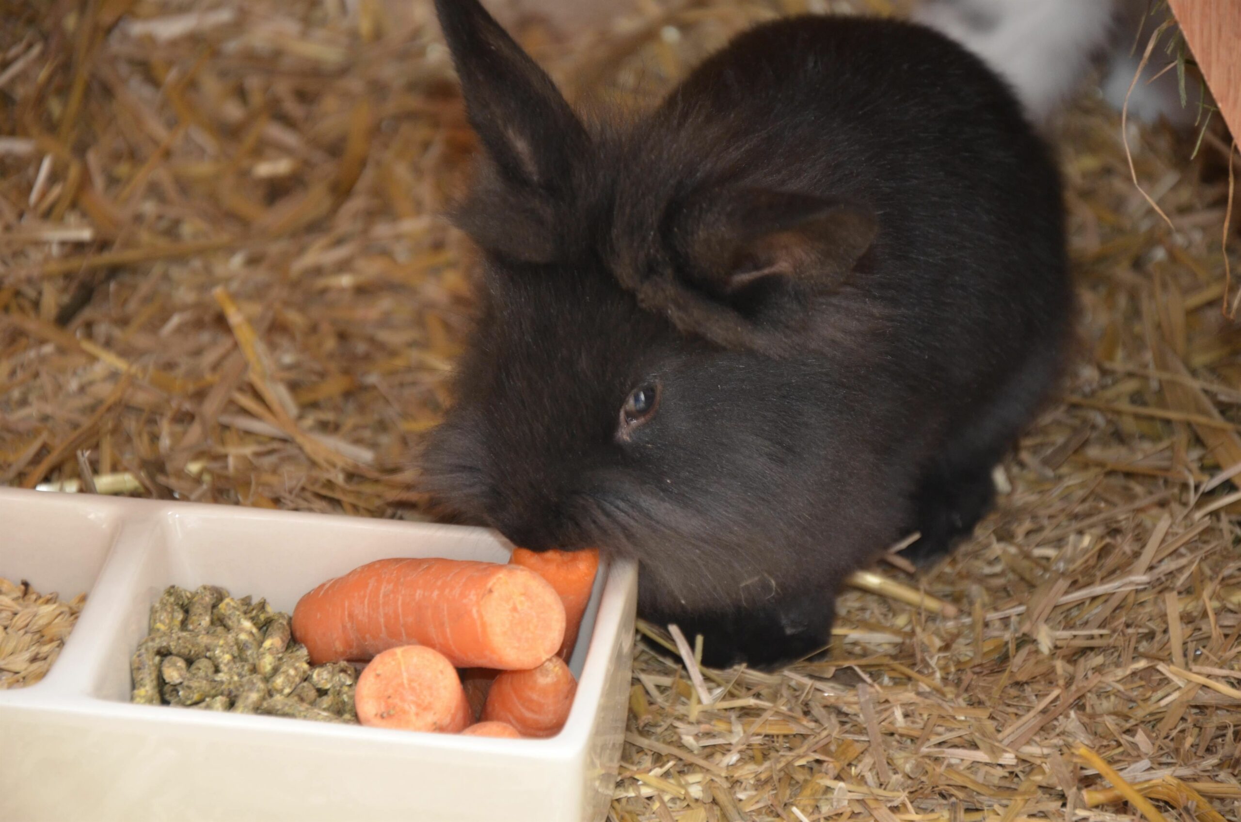 Megapetshop Verkaufsladen 14 Megapetshop Verkaufsladen -Megapetshop Verkaufsladen soell bauernhof duschberghof auch kleintiere fuehlen sich am duschberg wohl scaled